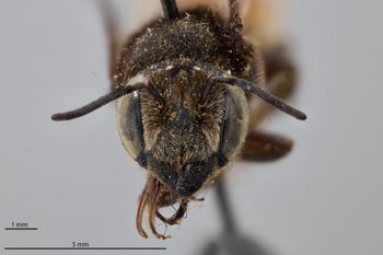Media type: image;   Entomology 790019 Aspect: head frontal view